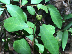 Ditrysinia fruticosa