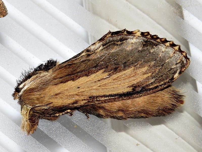 Braura ligniclusa