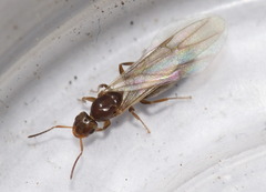 Brachymyrmex patagonicus