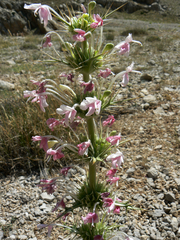 Morina persica