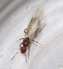 Brachymyrmex patagonicus