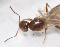 Brachymyrmex patagonicus