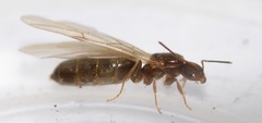 Brachymyrmex patagonicus