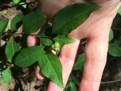 Ditrysinia fruticosa