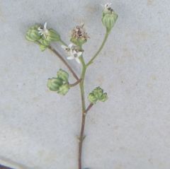 Palafoxia lindenii
