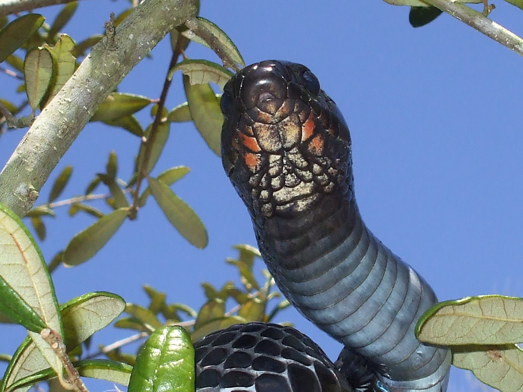 Eastern Indigo Snake in February 2009 by bobzappalorti · iNaturalist