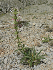 Morina persica