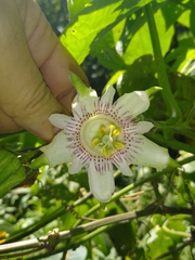 Passiflora adenopoda