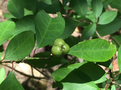 Ditrysinia fruticosa
