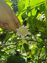 Passiflora adenopoda