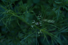 Apiastrum angustifolium