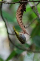 Erpornis zantholeuca