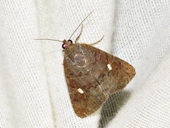 Amyna axis