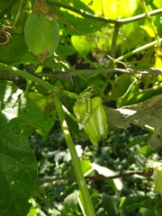 Passiflora adenopoda