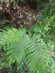 Polystichum incongruum