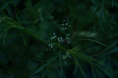 Apiastrum angustifolium