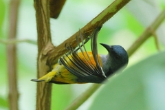 Dicaeum trigonostigma