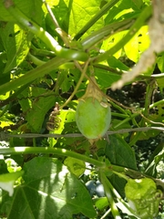 Passiflora adenopoda