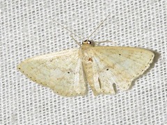 Scopula spoliata
