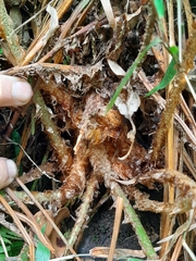 Polystichum incongruum
