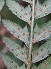 Polystichum incongruum