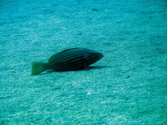 Epinephelus costae