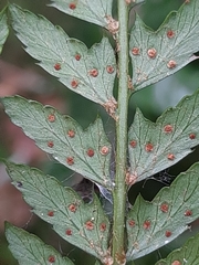 Polystichum incongruum