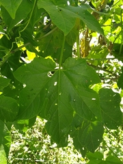 Passiflora adenopoda