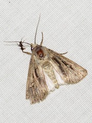 Agrotis spinifera