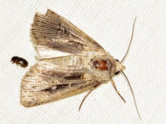 Agrotis spinifera
