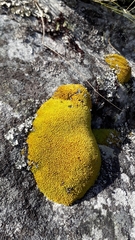 Hypodontium pomiforme