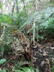 Polystichum incongruum