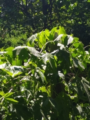 Passiflora adenopoda