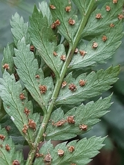 Polystichum incongruum
