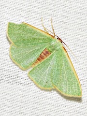 Celidomphax quadrimacula