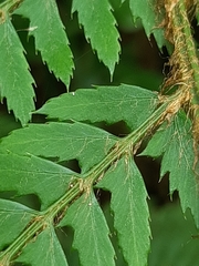 Polystichum incongruum
