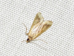 Achyra coelatalis