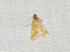 Achyra coelatalis