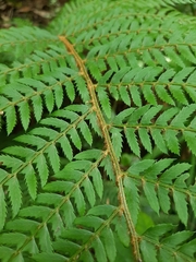 Polystichum incongruum