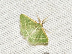 Microloxia ruficornis