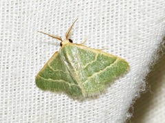 Microloxia ruficornis