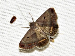 Acantholipes trimeni