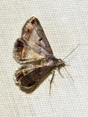 Acantholipes trimeni