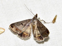 Acantholipes trimeni