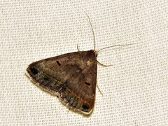 Acantholipes trimeni