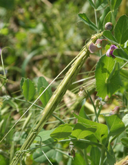Hordeum spontaneum