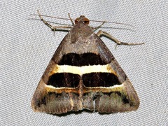 Grammodes exclusiva