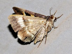 Grammodes exclusiva
