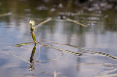 Sparganium hyperboreum