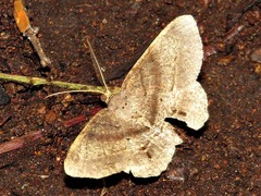 Chiasmia umbrata